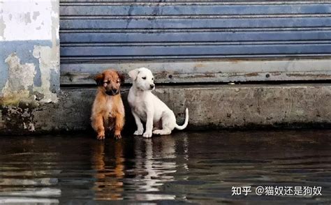 狗走失會去哪|狗狗走失了，通常会躲在这几个地方，注意了